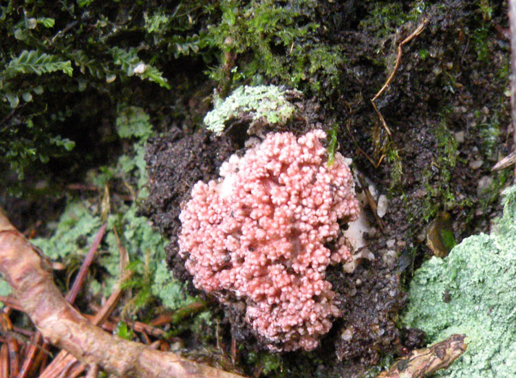 Ramaria botrytis: dubbi da Libro Rosso....